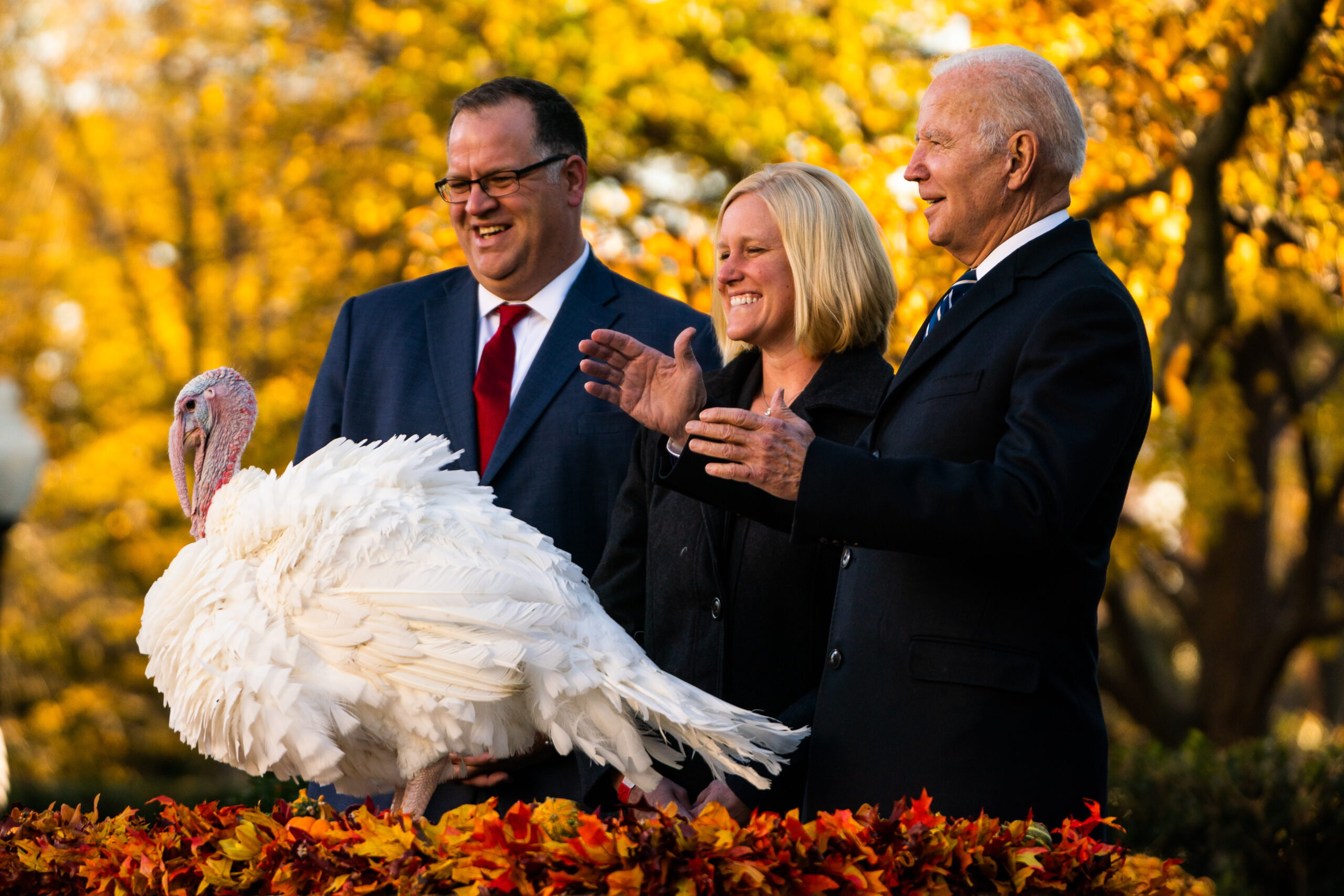 El Presidente Biden realizando el indulto del pavo para Día de Acción de Gracias.